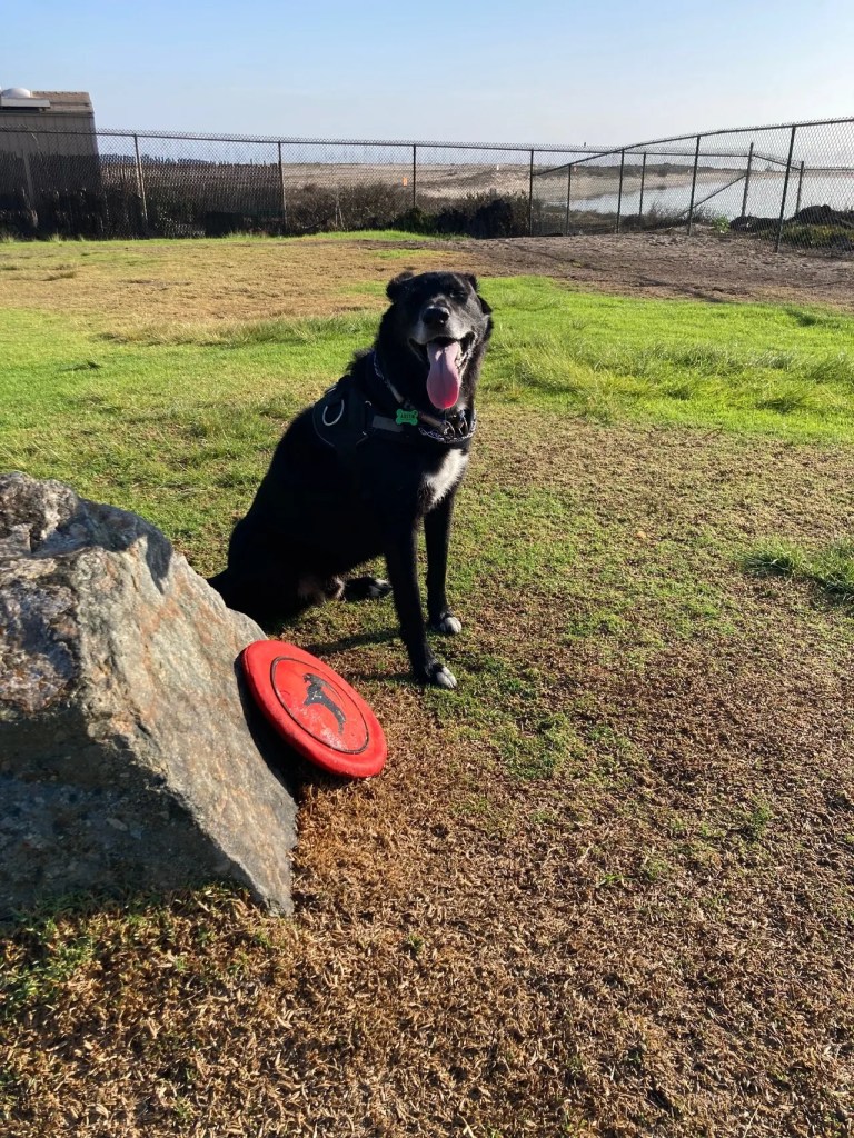 Austin with frisbee in dog park