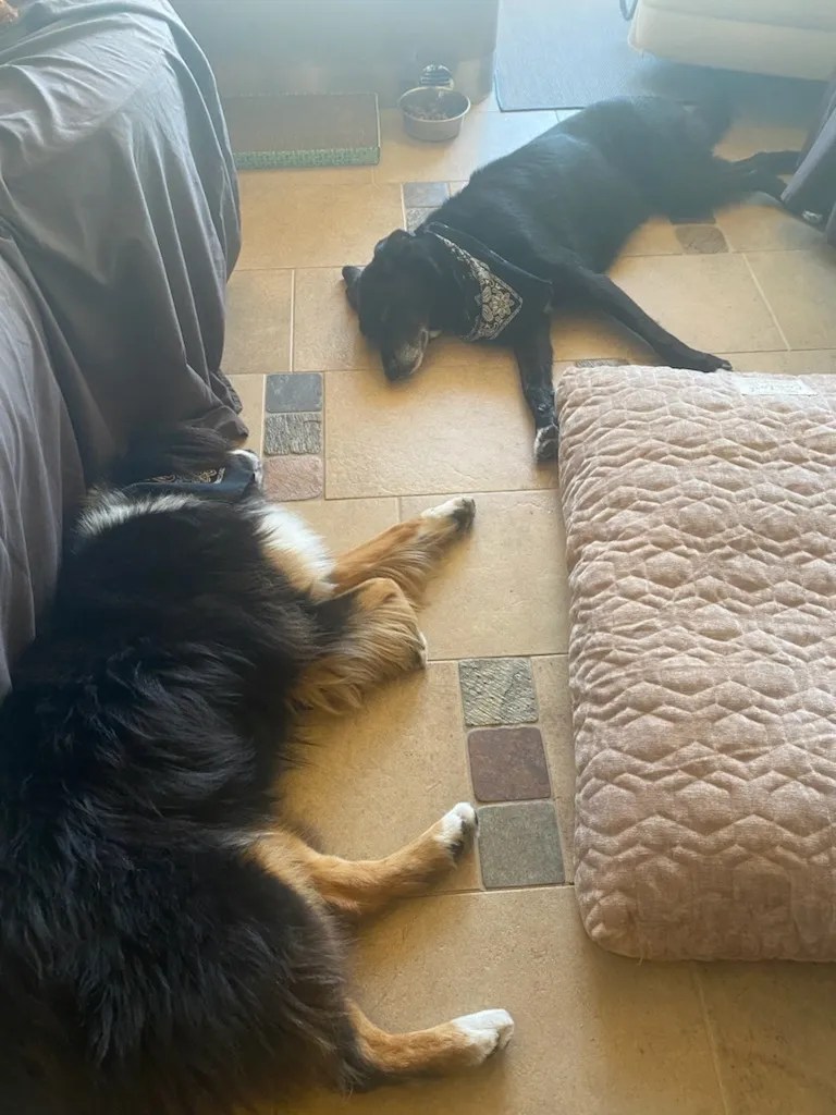 Dogs relaxing on floor