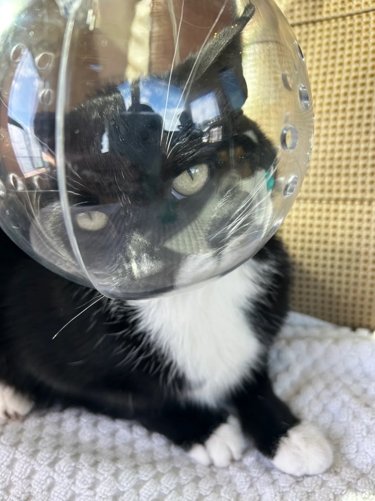 Rainy Days &&nbsp;Fishbowls