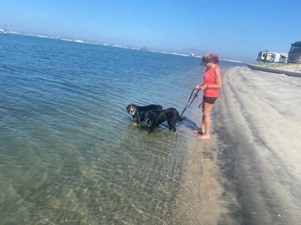 Linda taking dogs into Bay