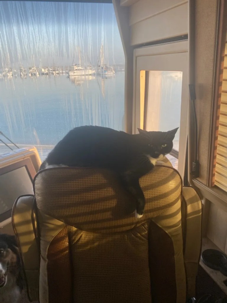 Frankie on passenger chair