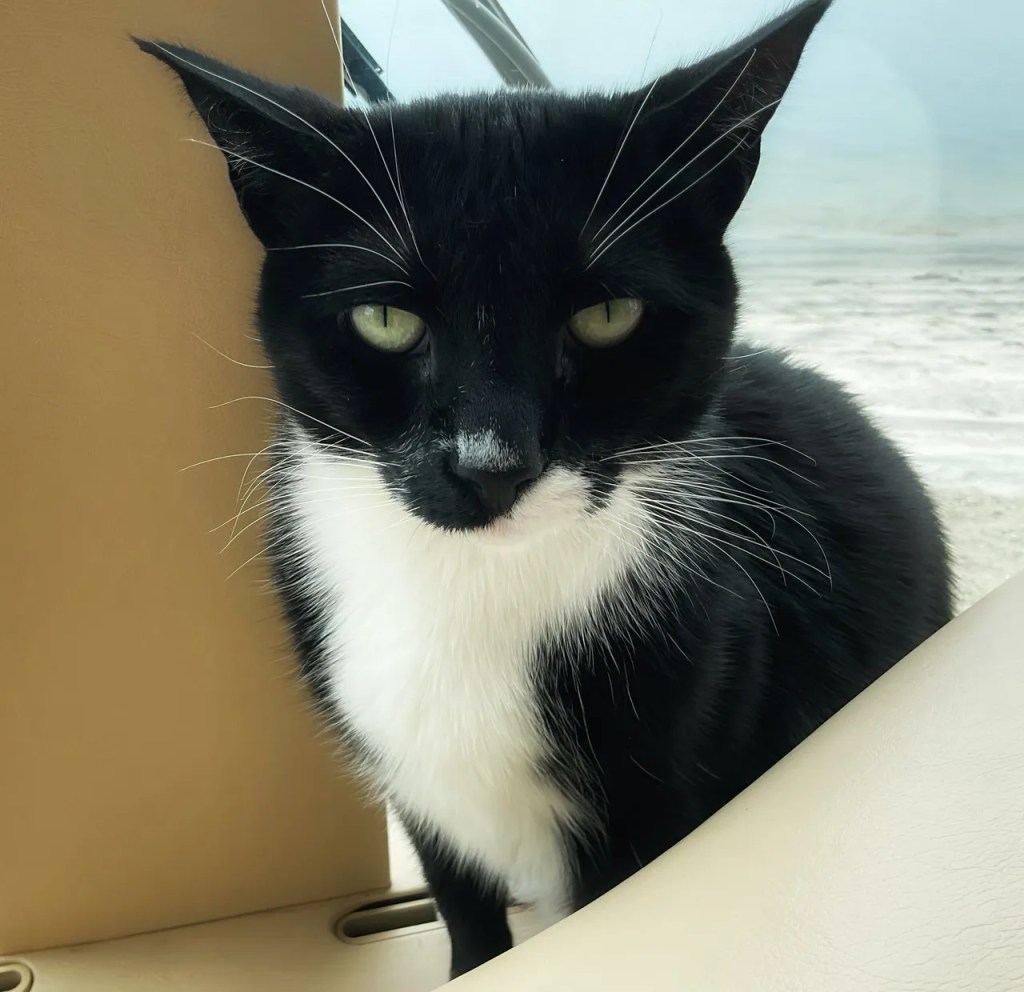 Frankie not liking rain