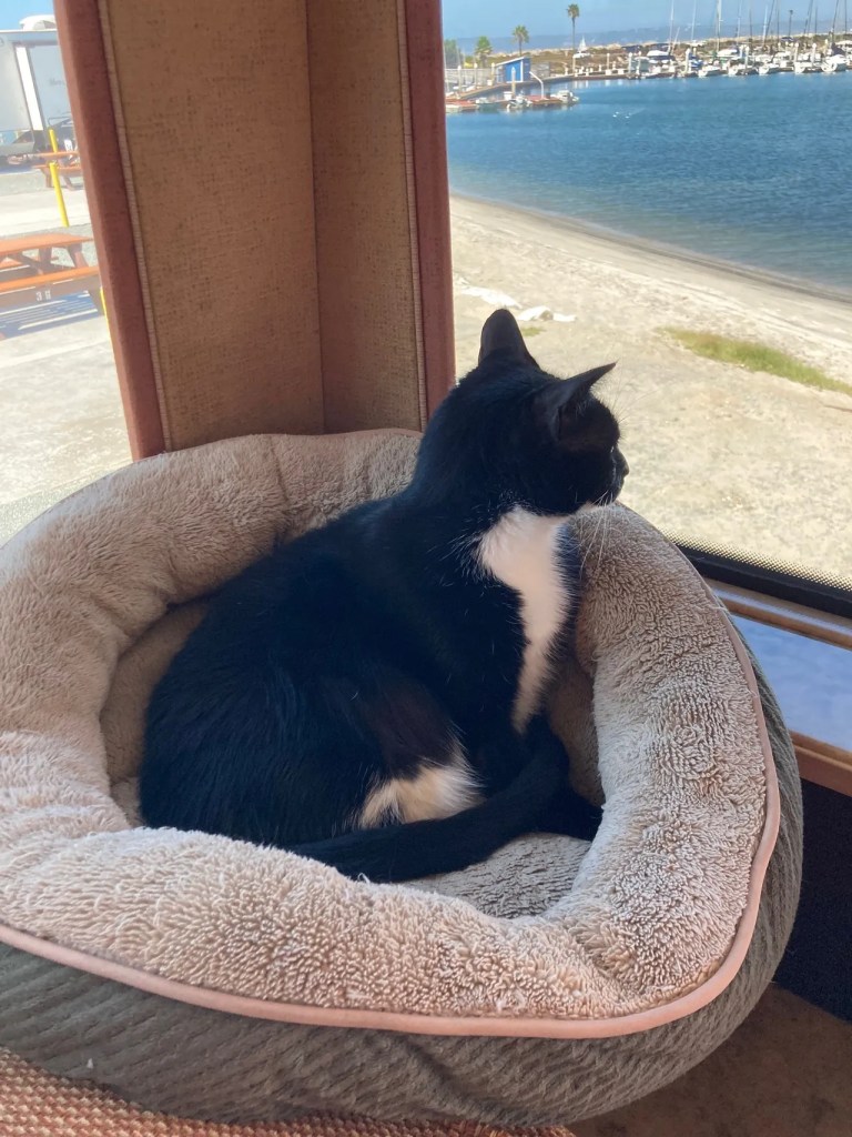 Frankie in cat bed looking out window