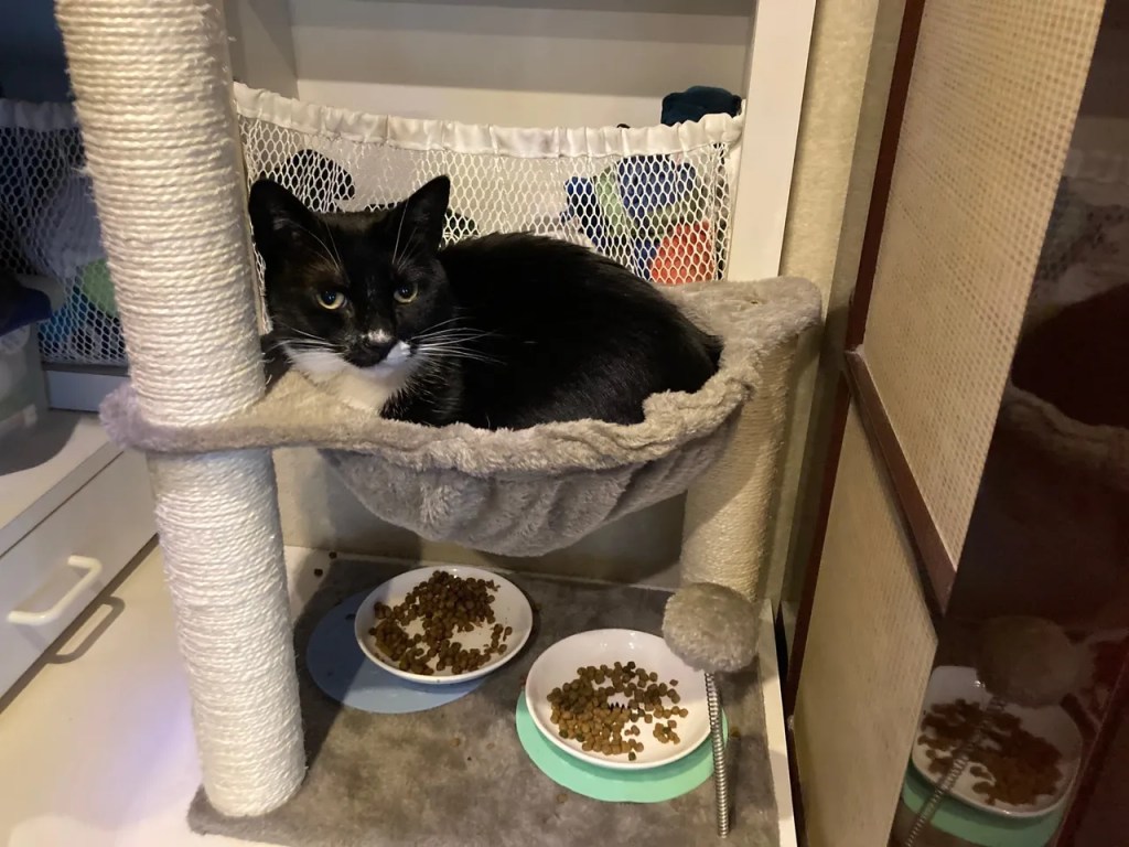 Frankie in cat hammock