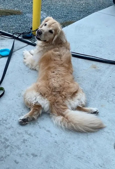 Golden retriever Summer