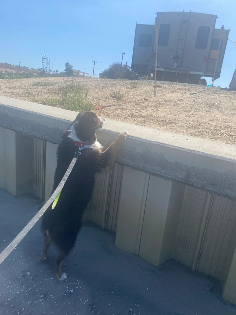 Ziggy looking over wall in campground