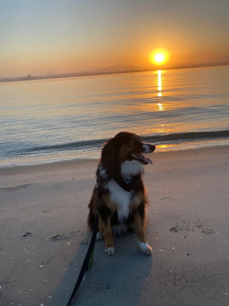 Ziggy loves the water