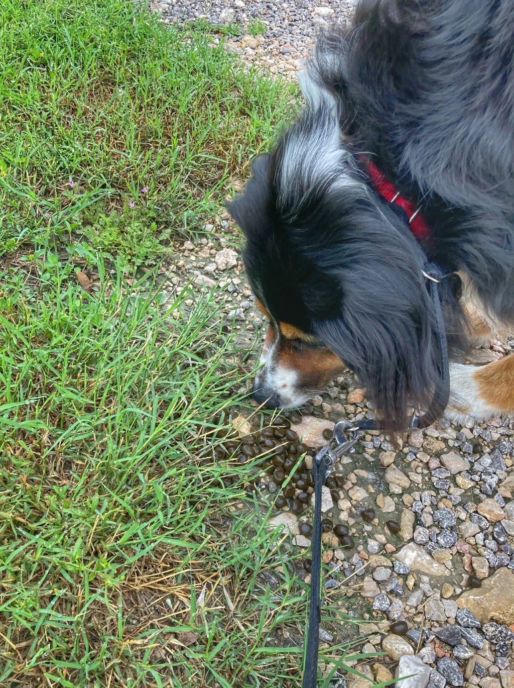 A Smorgasbord in Junction,&nbsp;TX!